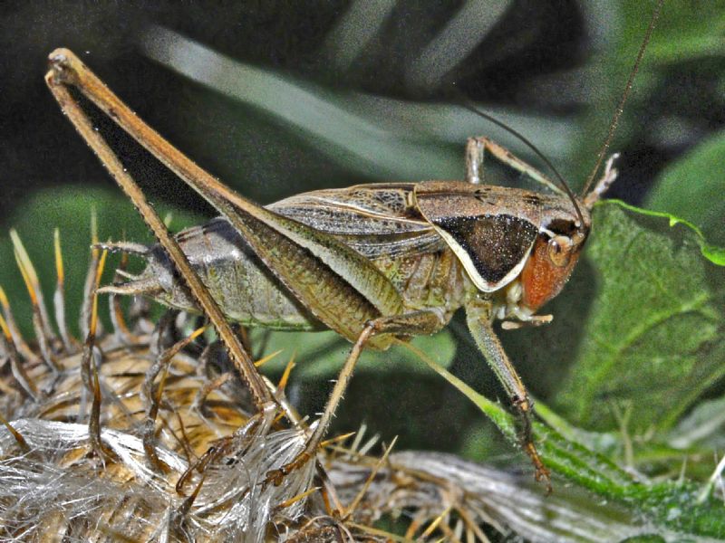 Una cavalletta con la testa rossa:   Sepiana sepium